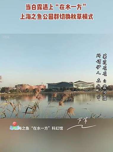 当 白露节气 遇上“在水一方”,上海之鱼 公园群秋草图美翻啦!「视频制作:何芹 蔡怡情」