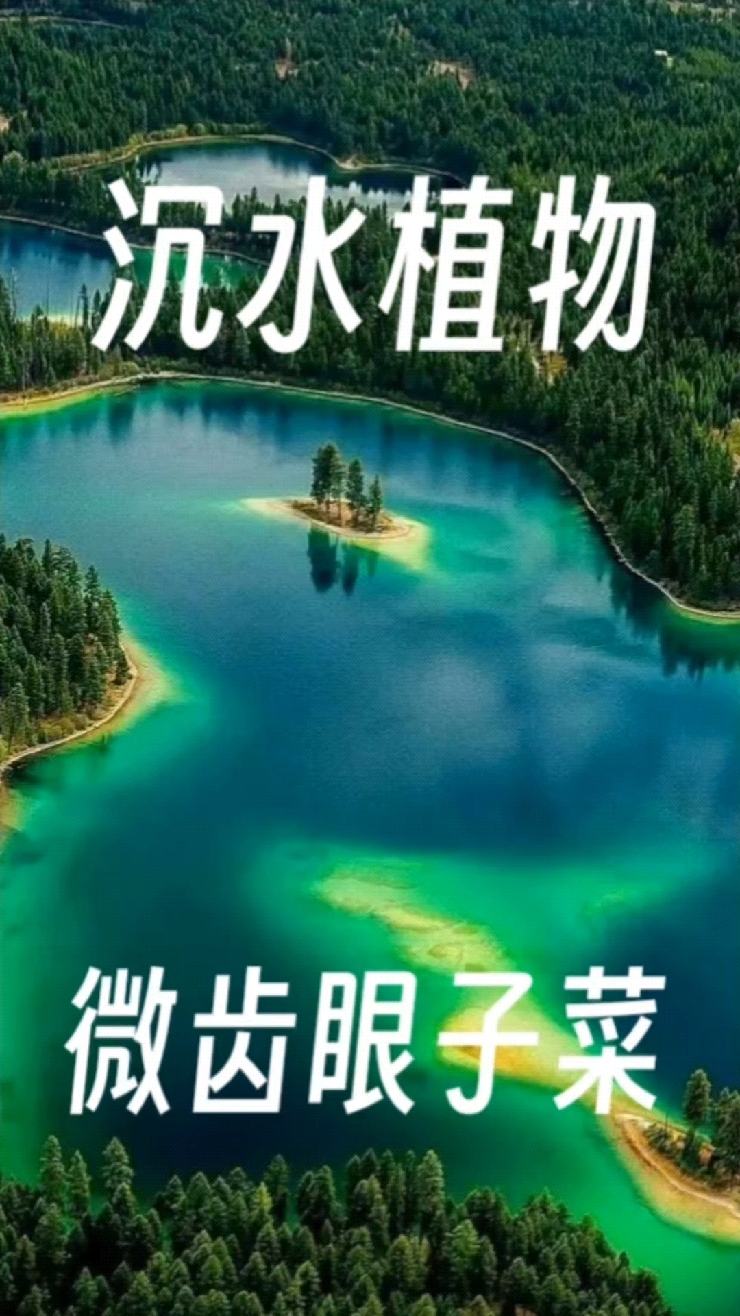 辟谣“无敌水草”：微齿眼子菜的生态双刃剑效应