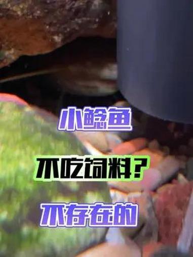 小鲶鱼吃饲料是肯定的,吃鱼,目前没看到缸里鱼有被吃掉或者咬伤的。最后问一句它到底是什么品种