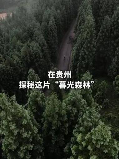 在贵州,探秘这片“暮光森林” 几天前,我在贵阳市白云区沙文镇靛山村发现了一片森林,那是一片