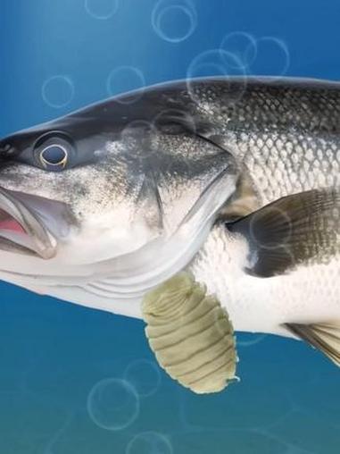 被寄生虫夺舍的鱼 #海洋生物 #鱼 #深海