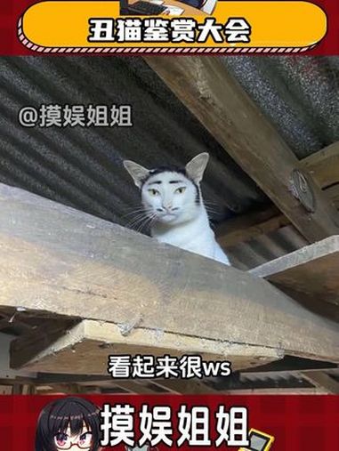 恋丑猫癖的这下有福了 猫咪 丑猫 萌宠出道计划 表情包 猫猫