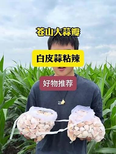 新晒干的大蒜瓣，瓣大饱满剥起来简单用蒜方便 优质农产品