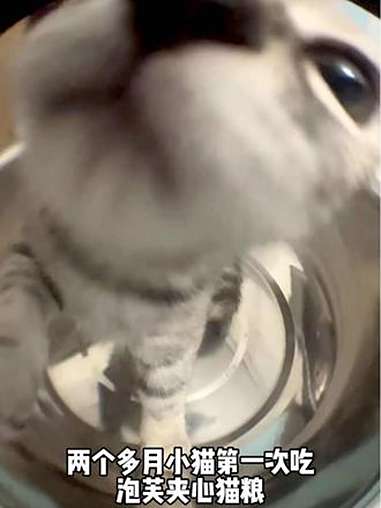 猫儿专心干饭 猫爸爸的厨房 泡芙猫粮 猫咪 猫咪干饭