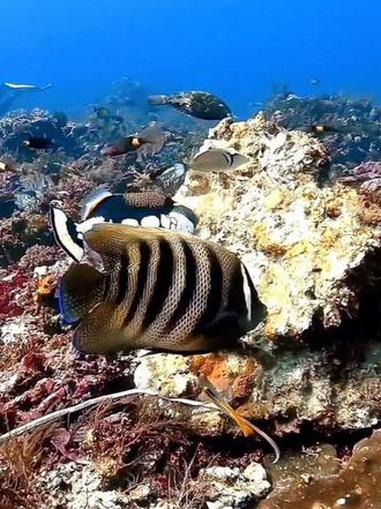 神秘的海底世界，神奇的海洋生物，五彩缤纷的海洋鱼类#海底世界真奇妙#神奇的海洋生物#奇妙的