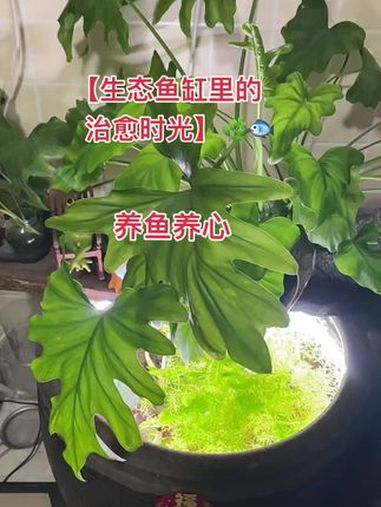 一缸清水,几尾游鱼,还有悄悄躲藏的小虾,仿佛把大自然的一角搬进了家里。看着鱼儿悠然自得地穿