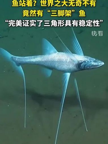 鱼站着?世界之大无奇不有,竟然有“三脚架”鱼,“完美证实了三角形具有稳定性”