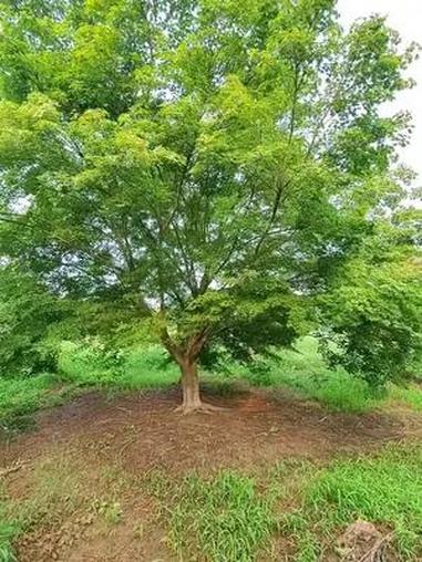 自然点才是最好的,大树鸡爪槭高度6.5米左右,冠幅7米左右 精品苗木 鸡爪槭 山红叶