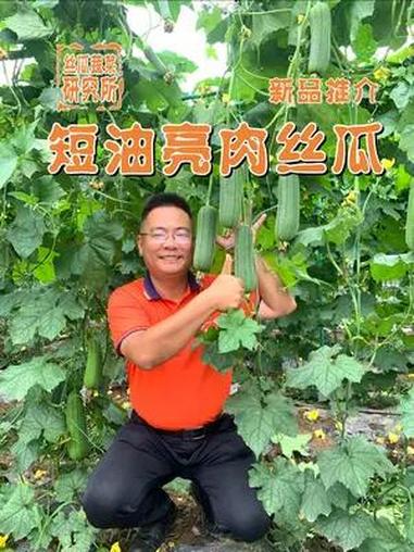 短油亮型-肉丝瓜品种推介 这个品种不一样哦,颜色、肉质、长短、都很新颖。预知详情,请点击观