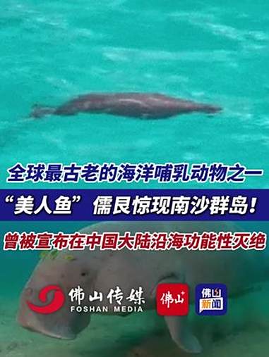 全球最古老的海洋哺乳动物之一,“美人鱼”儒艮惊现南沙群岛!曾被宣布在中国大陆沿海功能性灭绝