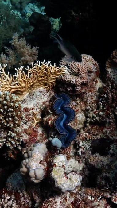 海底深处,藏着大自然的调色盘。珊瑚与鱼儿,绘出一幅静谧画卷。海底世界真奇妙 奇妙的海洋生物
