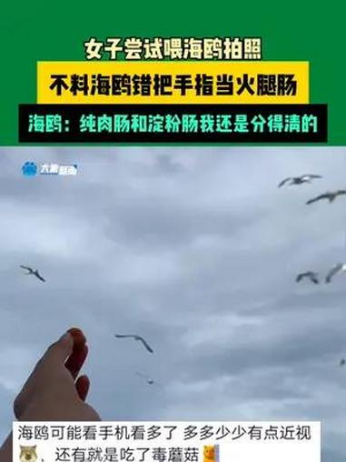 7月26日(发布)山东,女子尝试喂海鸥拍照,不料海鸥错把手指当火腿肠,海鸥:纯肉肠和淀粉肠