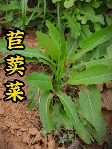 这种长得像油麦菜一样的野菜,很多人把它当作养生菜,在有些地方也叫长寿菜,它就是苣荬菜。#本