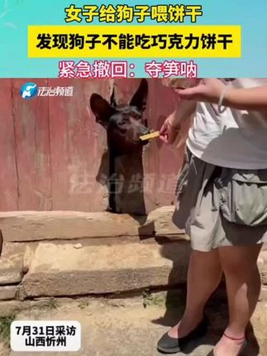 女子给狗子喂饼干发现狗子不能吃巧克力饼干紧急撤回:夺笋呐