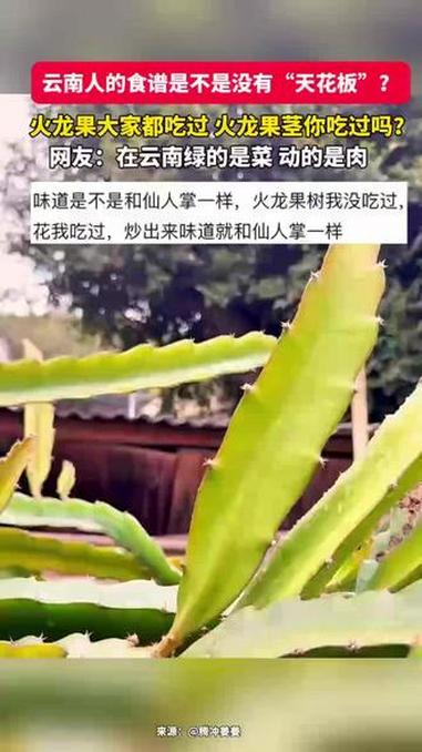 云南人的食谱是不是没有“天花板”,火龙果树你吃过吗?#火龙果树 #凉拌火龙果#特色美食