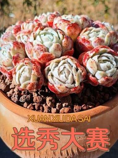 逸趣多肉花园选秀大赛结果揭晓:季军——胭脂贝瑞、巧克力方砖、绮罗#多肉植物 #好看的花一定