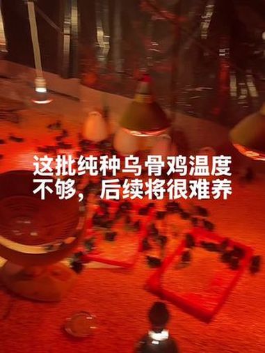 生态散养土鸡 好吃又营养 纯天然绿色食品 现场实拍 农村创业养殖
