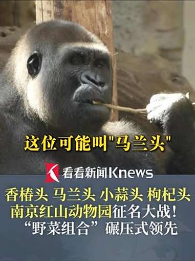 香椿头 马兰头 小蒜头 枸杞头 南京红山动物园征名大战!“野菜组合”碾压式胜出 “叛逆”网
