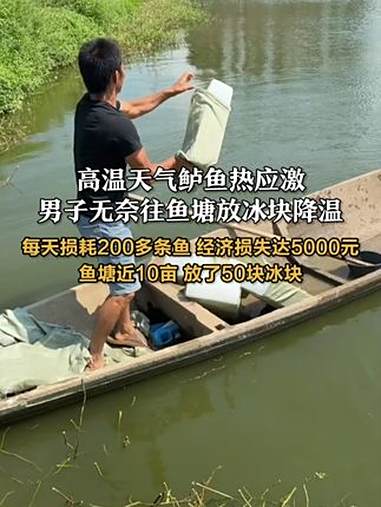 高温天气鲈鱼热应激,男子无奈往鱼塘放冰块降温:每天损耗200多条鱼,经济损失达5000元,