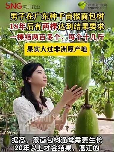 「男子种千亩猴面包树18年后有两棵达到结果要求」广东dou知道 深圳dou知道