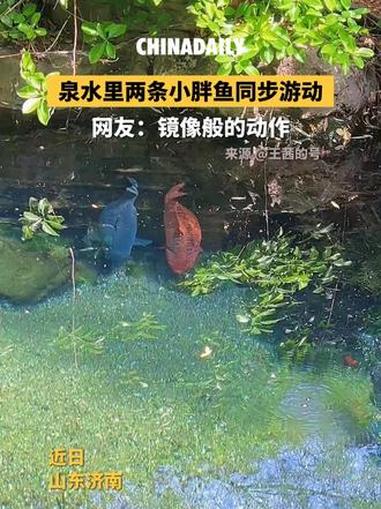 近日，山东济南，泉水里两条小胖鱼同步游动。网友：镜像般的动作。#趣中国