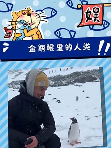 好可爱的小东西 企鹅 神奇动物 野生动物 可爱