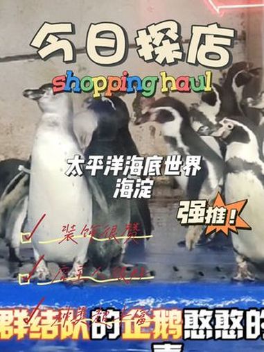 北京带孩子去哪玩 暑假带娃去北京 北京太平洋海底世界 北京海洋馆 暑假嗨玩计划