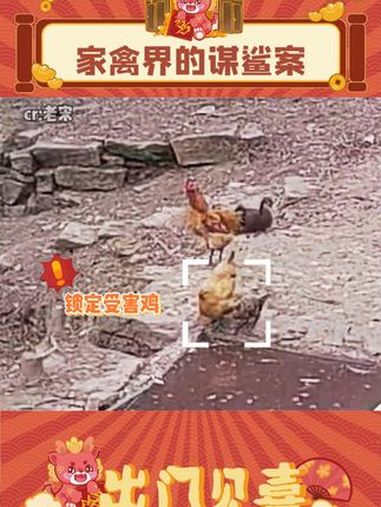 难道是鲨人犯转世投胎成鸭子了!?(cr:@老宋)娱乐评论大赏 万万想不到 鸭子成精啦