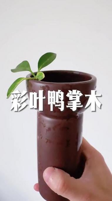 鸭掌木扦插 我这次鸭掌木水培算成功了 佛系养花 水培植物 花叶鸭掌木 鸭掌木