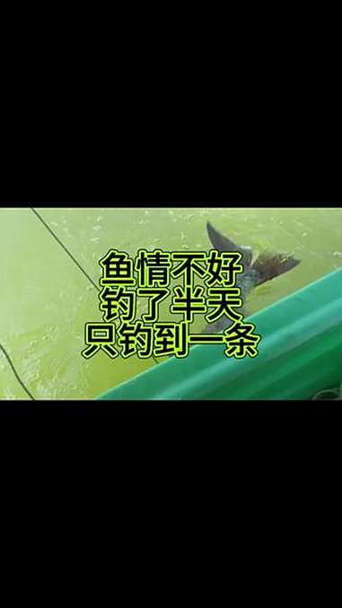 鱼情不好,钓了半天巧幸钓到一条大头鱼 鲢鳙不怎么开口,放两块饵料不怎么入窝,放四块饵料入窝