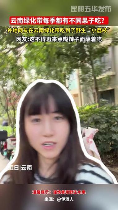 不愧是云南,什么季节绿化带里都有水果。鸡嗉子,又叫山荔枝、四照果。野果 小时候 童年 鸡嗉