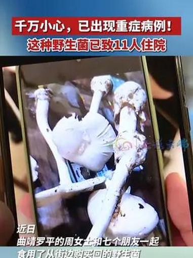 购买野生菌要注意辨认!已有11人因鹅膏菌中毒入院
