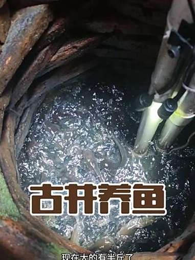 不知道井水养出来的鱼,做鱼生味道怎样!钓鱼 观赏鱼 养鱼 埃及鲶鱼 水井养鱼