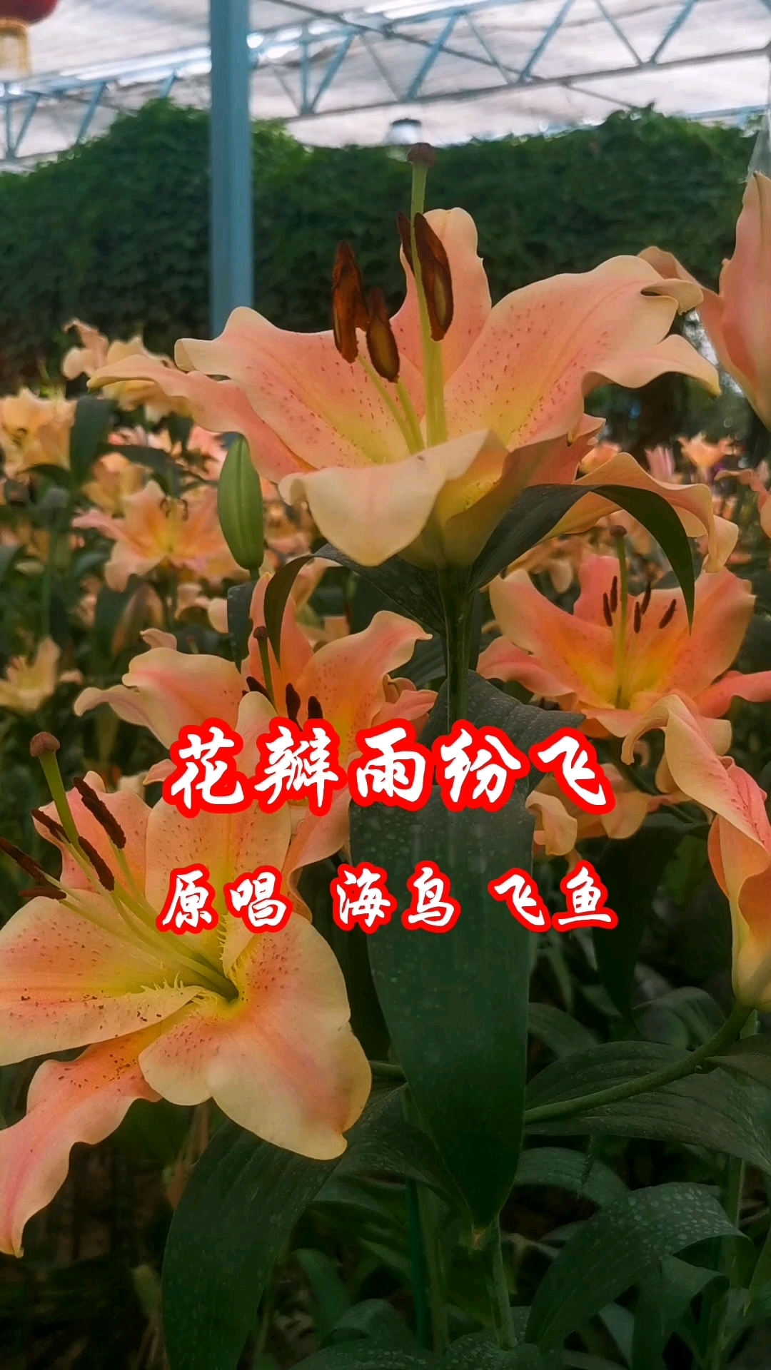 《花瓣雨纷飞》原唱：海鸟飞鱼