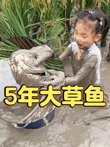 妞妞和爷爷开田,开到了爸爸养了5年的大草鱼,一锅都炖不下 农村孩子的乐趣 这才是童年真实的