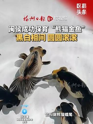 近日，闽侯县成功保育“熊猫金鱼”。福州金鱼 萌宠 可爱