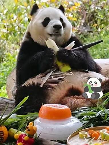 大家对福宝的祝福,福宝已经收到啦!夏天快来汶川,和福猪猪一起感受夏日清凉吧~ 天府无忧谷康
