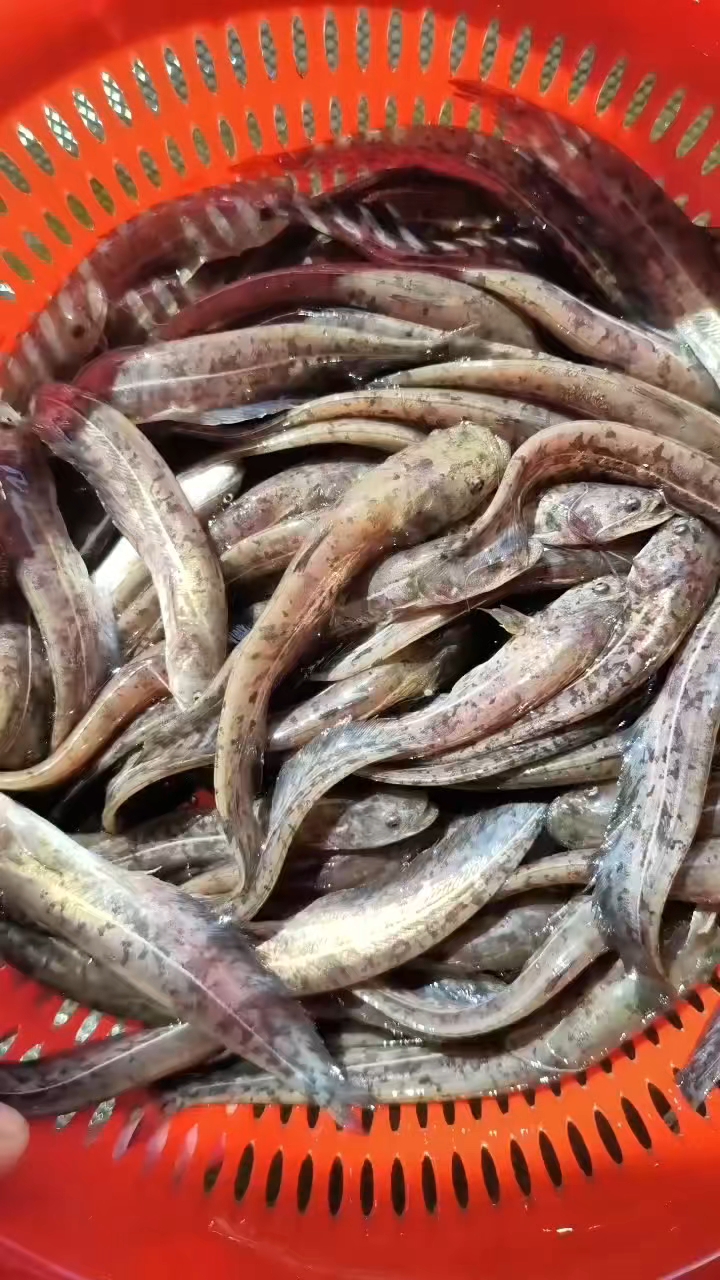 正宗南方大口鲶鱼苗