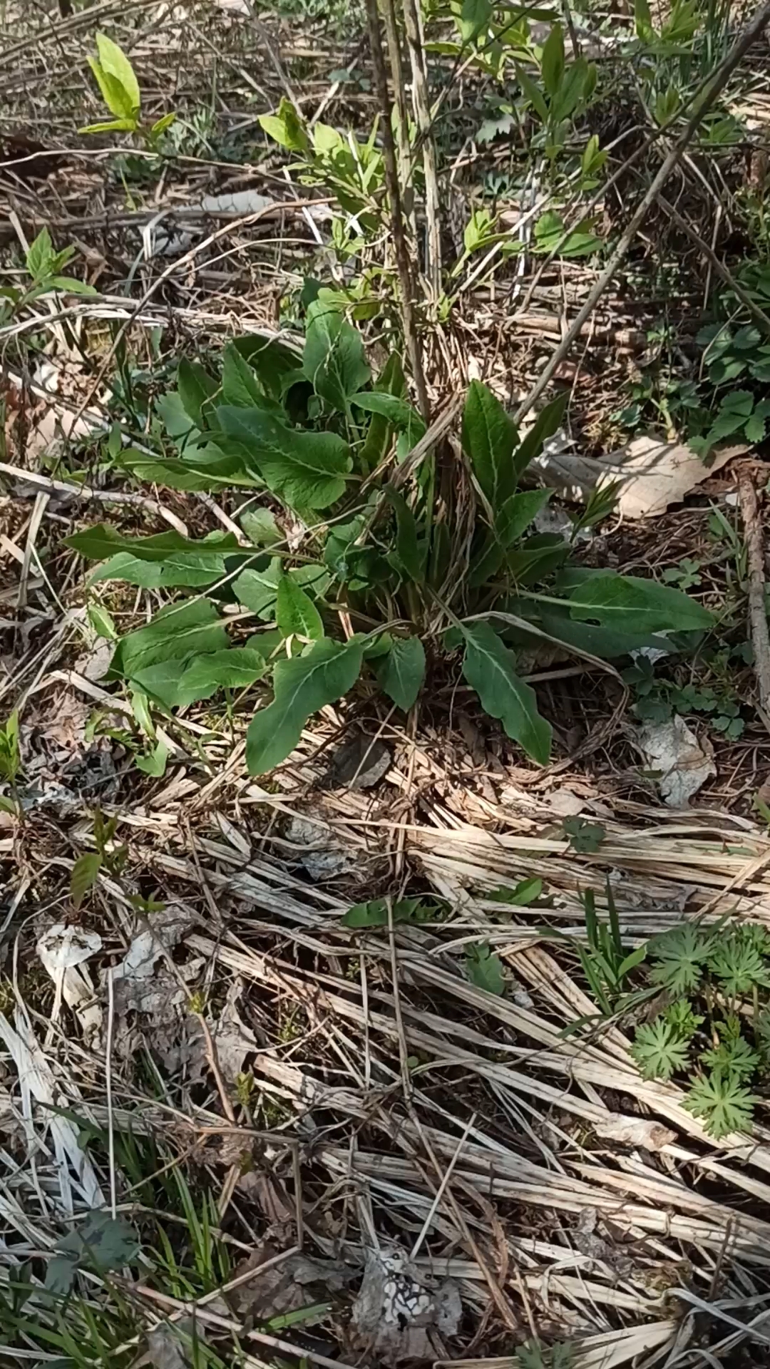 山野菜的随拍之山白菜