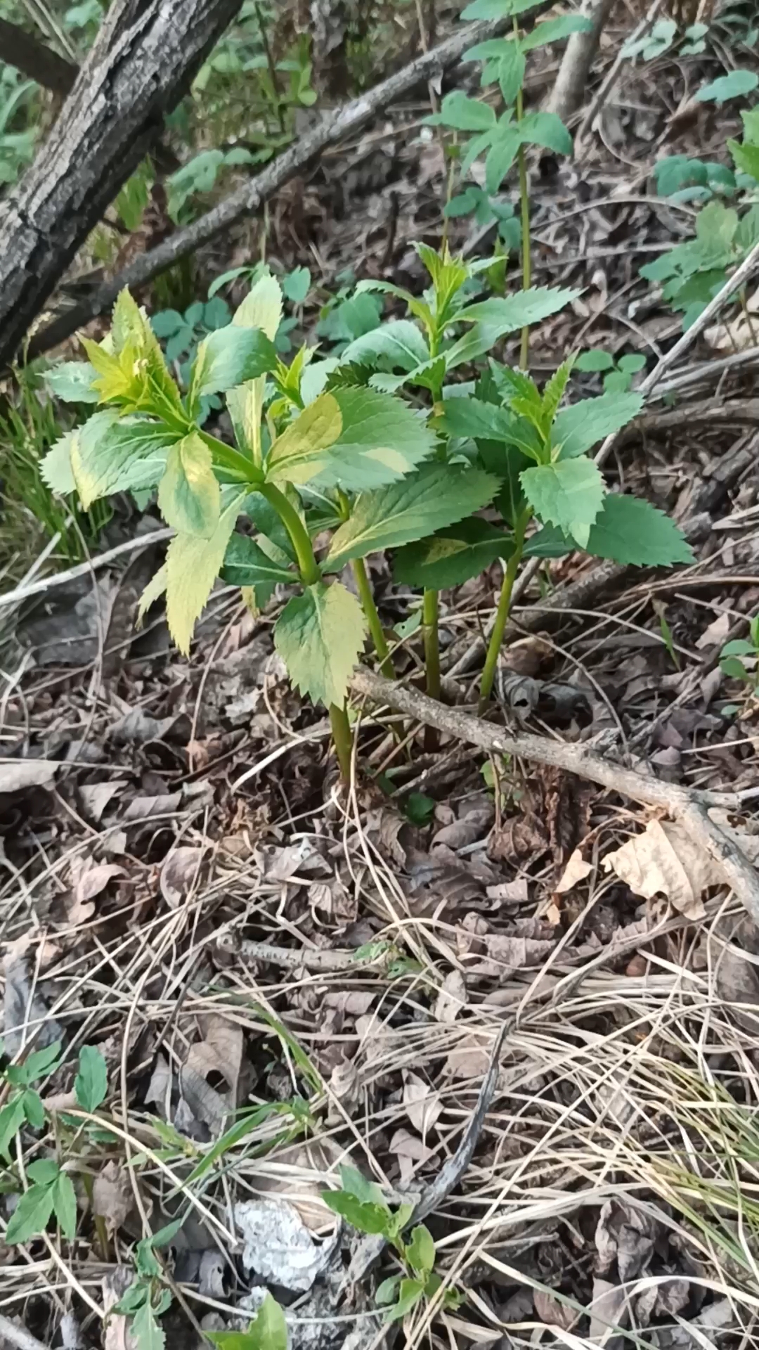 山野菜的随拍之四叶菜