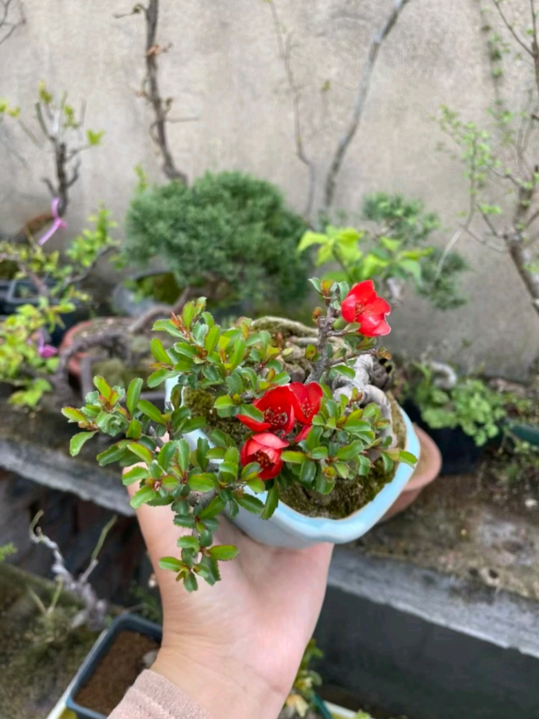 案头这盆长寿梅微型盆景，造型过程满是细碎又温柔的乐趣。