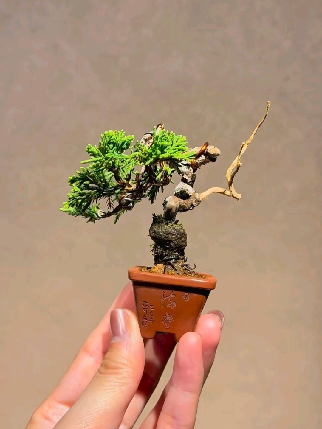 瞅见这盆系鱼川真柏小微盆景时,魂儿都快被勾走了。