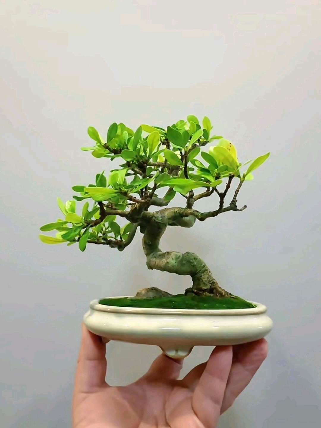 手托这盆栀子花盆景时，总觉得掌心里攥着个活脱脱的“美人儿”。