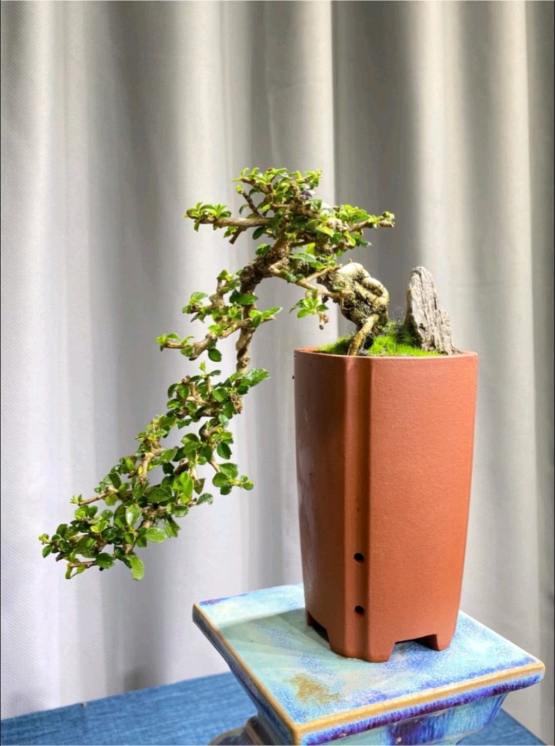 一盆福建茶盆景，采用了经典的悬崖式造型。