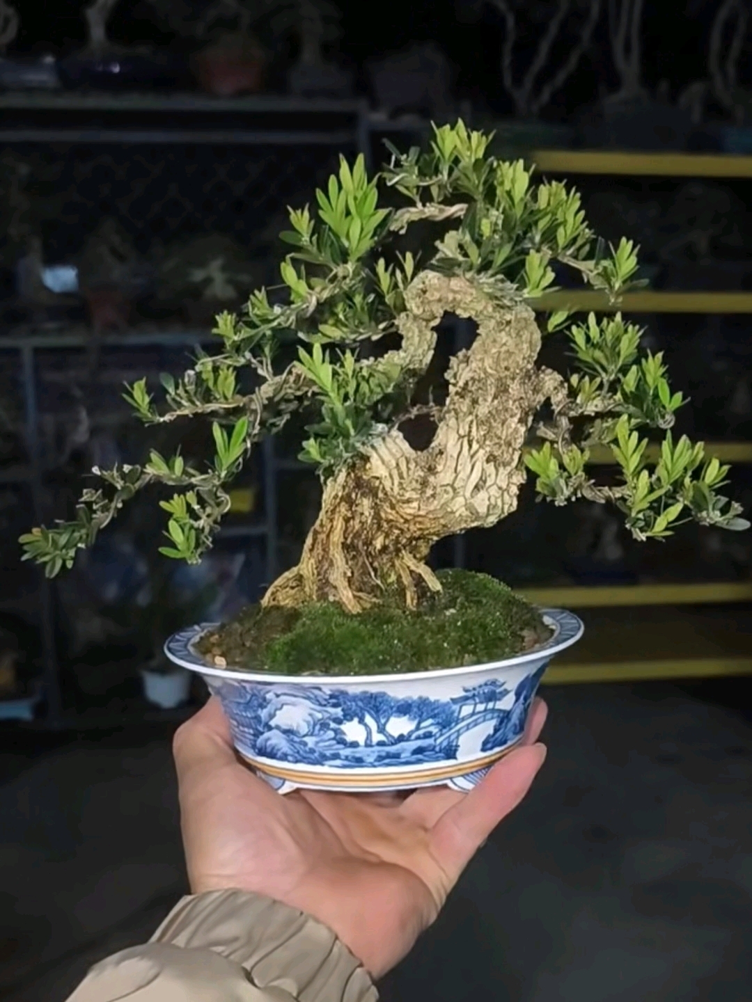 黄杨木硬,造型要顺它的长势,急不得!