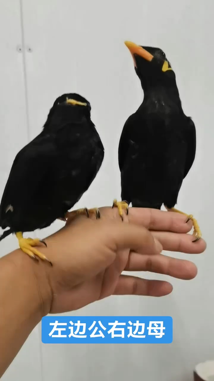 一公一母头窝越南小黄鸡#手养鸟#会说话的鸟儿#鹩哥
