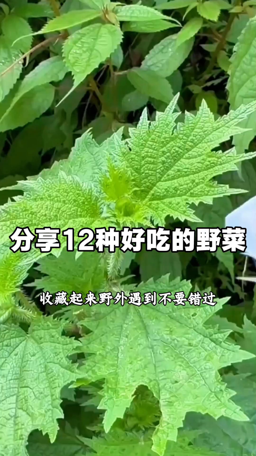 野外遇到这绿叶别错过！12种好吃野菜全在这#春日野菜香#
