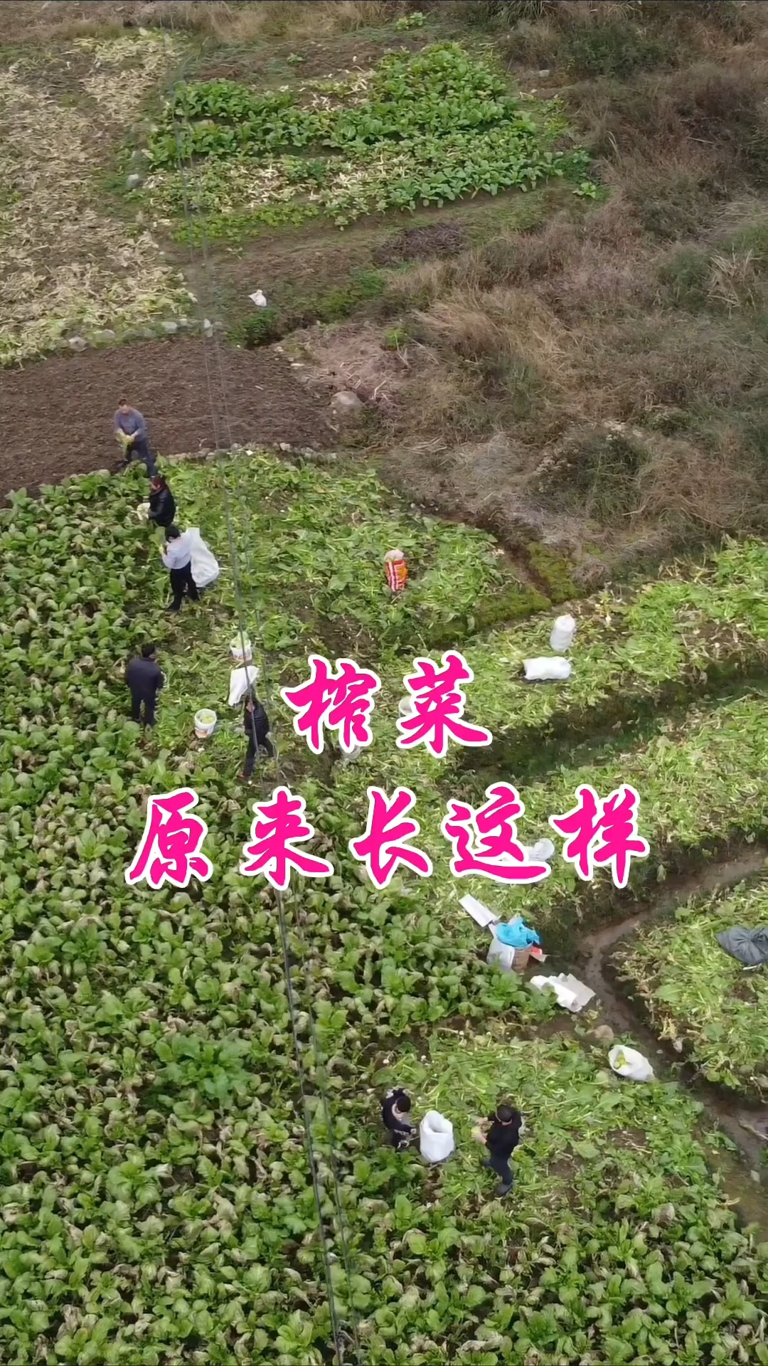 原来榨菜长这样