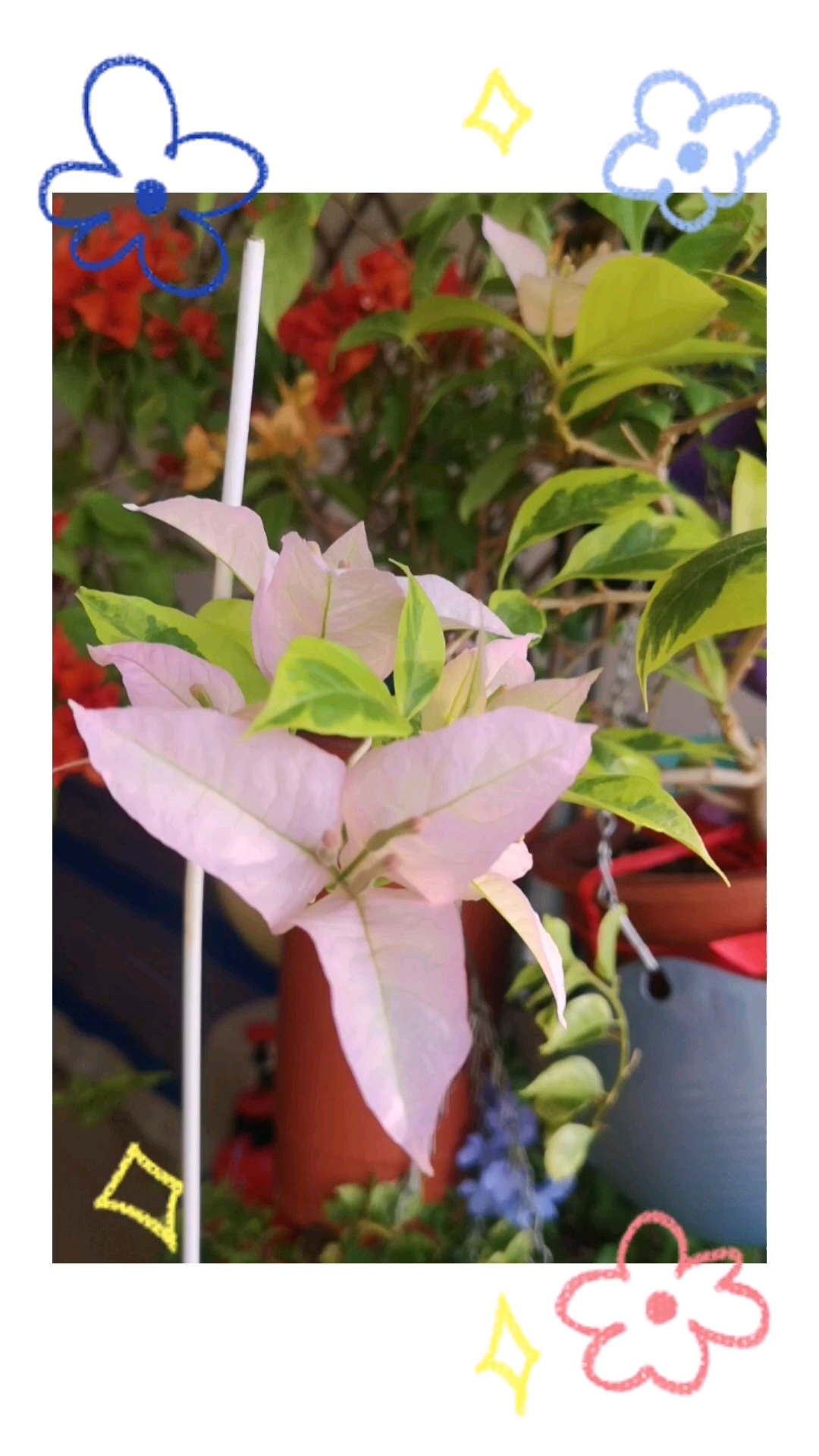 金边新粉和粉星星,三角梅最大的花与最小的花[捂脸][捂脸][