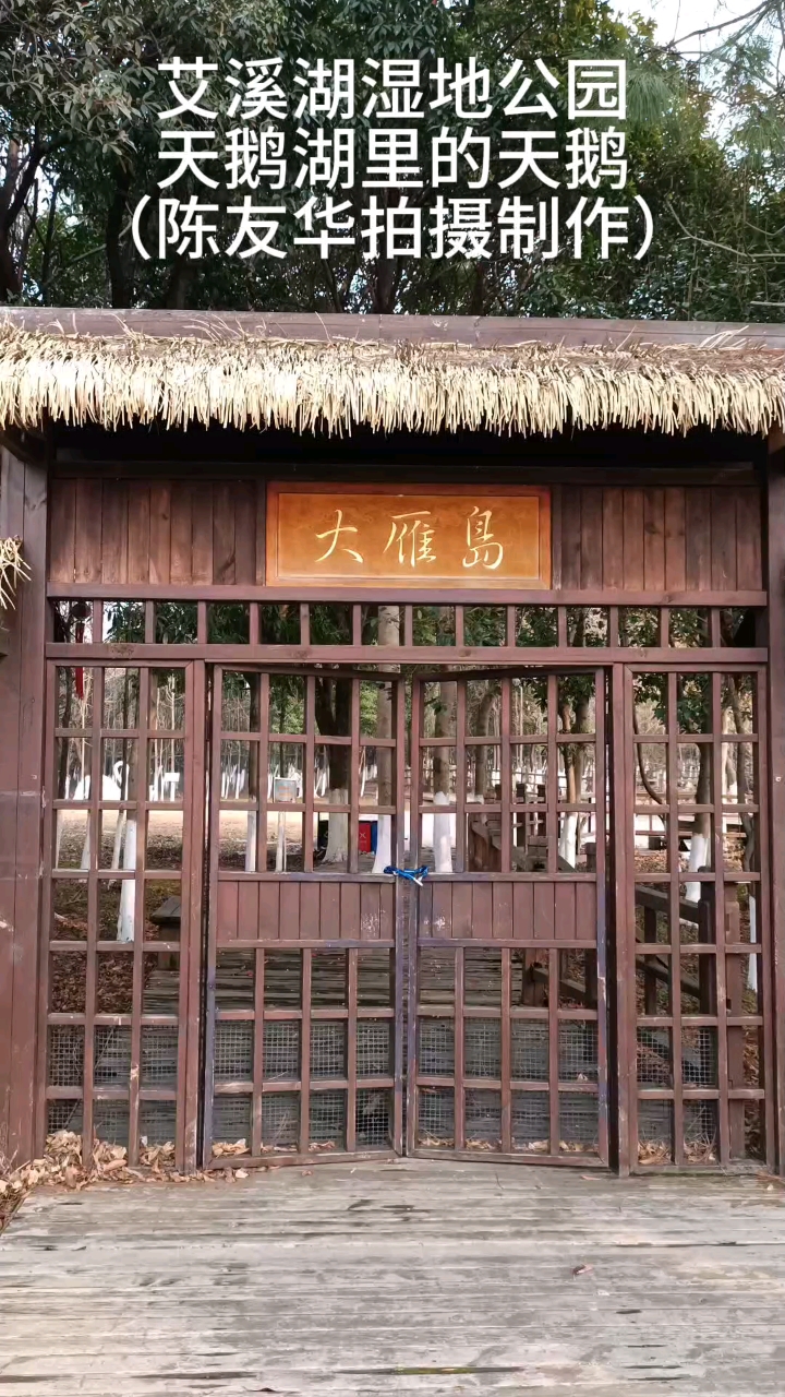 天鹅湖里的天鹅系列作品之一(陈友华摄影)